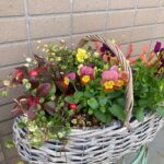 11月の九段寄せ植えサークル　gathering plants-violet basket